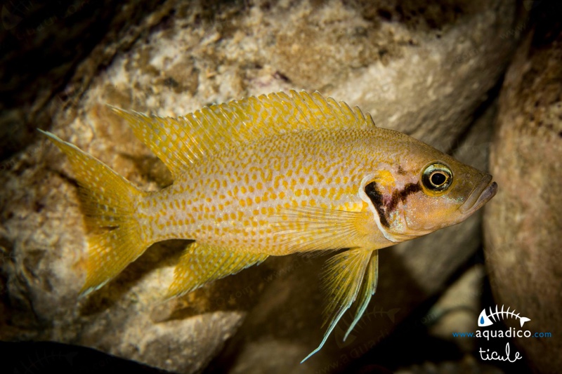 Neolamprologus helianthus